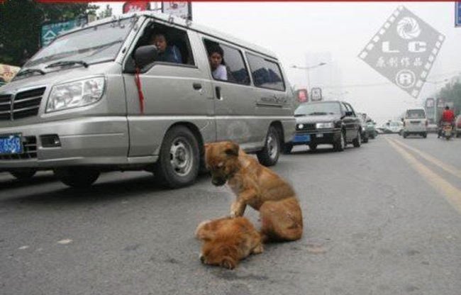 Подружку задавила машина :-(